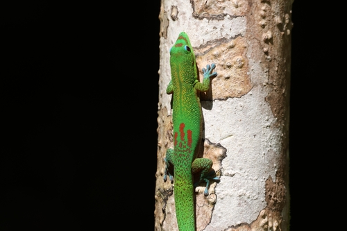 Phelsuma laticauda, 2026-10-24