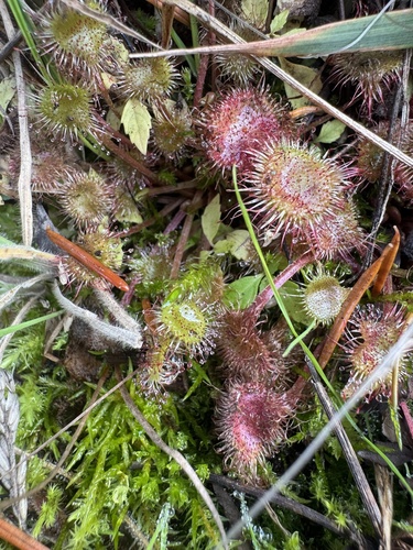 Drosera rotundifolia observed 2026-10-24