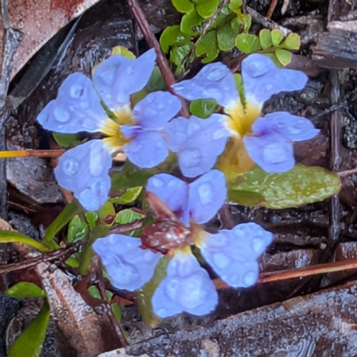 Dampiera stricta observed 2026-10-25