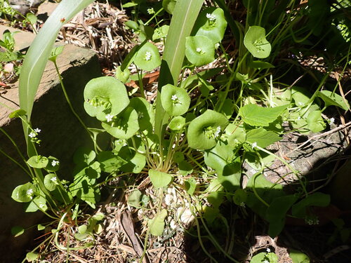 Claytonia perfoliata observed 2026-10-25