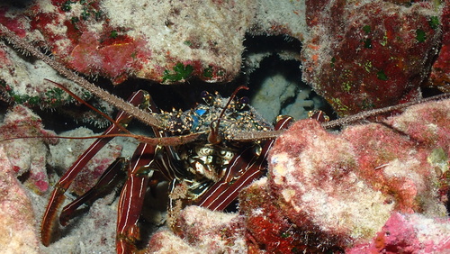 Panulirus, 2026-10-23