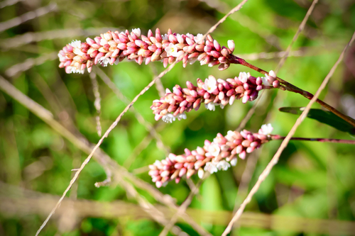 Persicaria glabra observed 2026-10-24