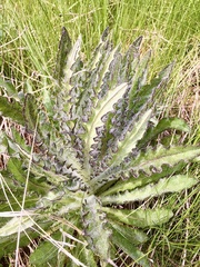Cirsium foliosum