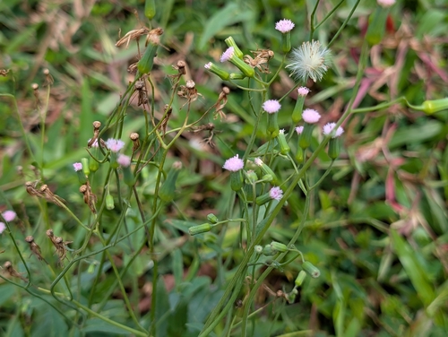 Emilia sonchifolia observed 2026-10-25