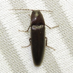 Melanotus castanipes