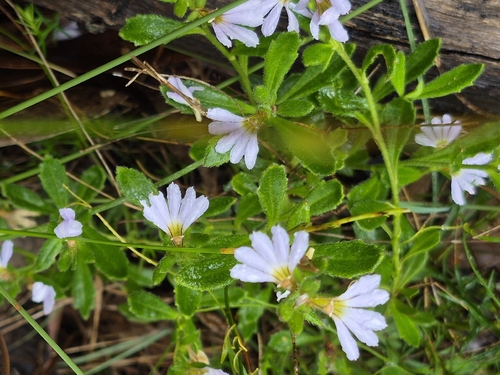 Scaevola albida observed 2026-10-25