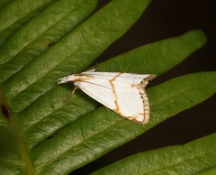 Pseudargyria interruptella