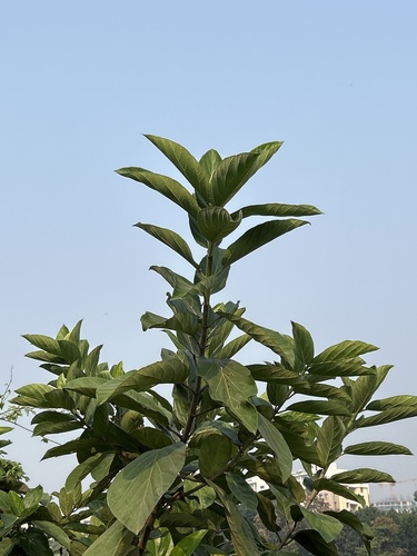Ficus hispida observed 2026-10-25