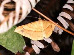 Pseudonadagara semicolor