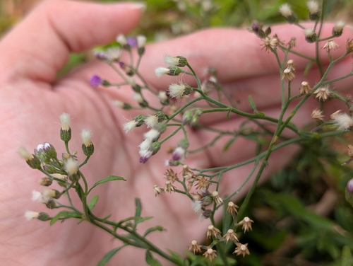 Cyanthillium cinereum observed 2026-10-25