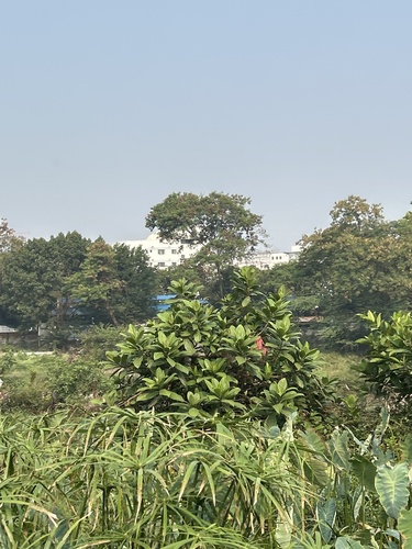 Ficus hispida observed 2026-10-25