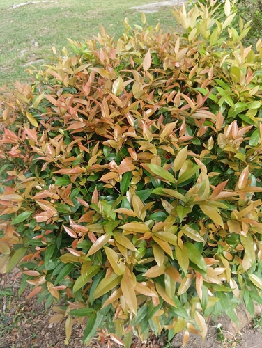 Syzygium observed 2026-10-25