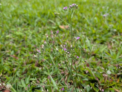 Cyanthillium cinereum observed 2026-10-25