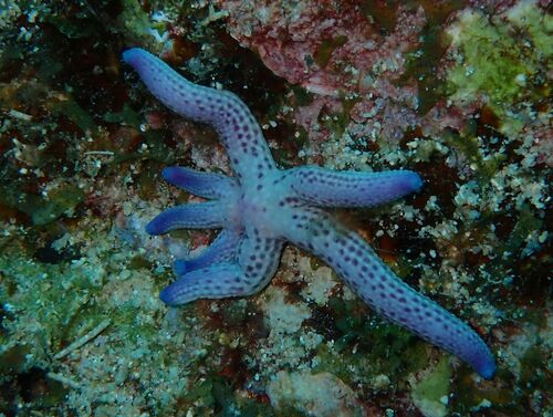 Linckia multifora observed 2026-10-21
