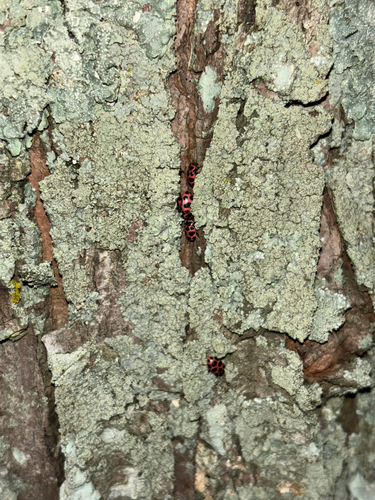 Spotted Pink Lady Beetle