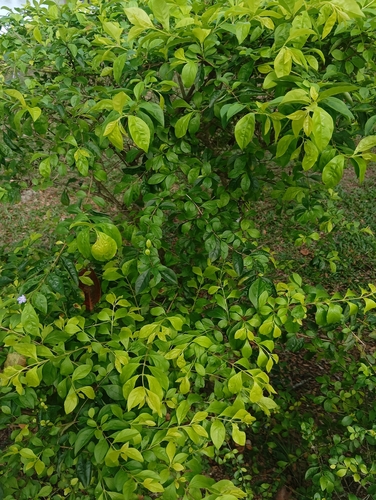 Duranta erecta observed 2026-10-25