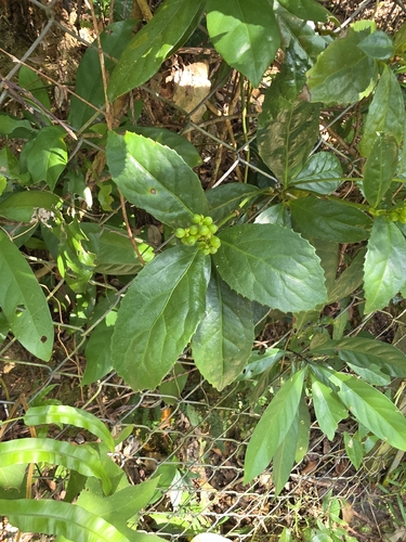 Sarcandra glabra observed 2026-10-25
