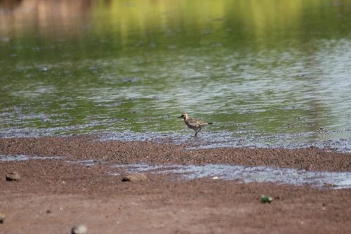 Pluvialis fulva observed 2026-10-24