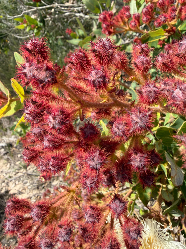Angophora hispida, 2026-10-24