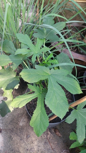Abelmoschus esculentus observed 2026-10-25