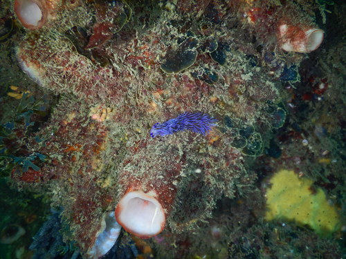 Pteraeolidia ianthina observed 2026-10-25