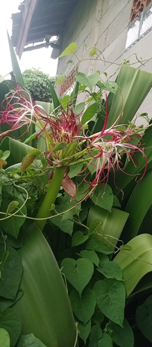 Crinum asiaticum observed 2026-10-25