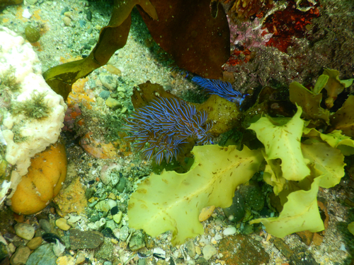 Pteraeolidia ianthina observed 2026-10-25