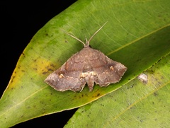 Throana pectinifer