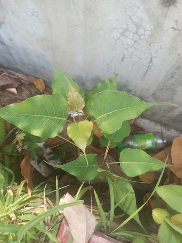 Ficus religiosa observed 2026-10-25