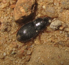 Harpalus latus
