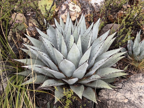 Parry's agave