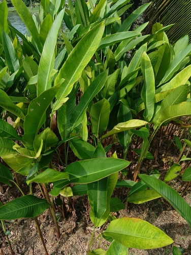 Heliconia psittacorum observed 2026-10-25