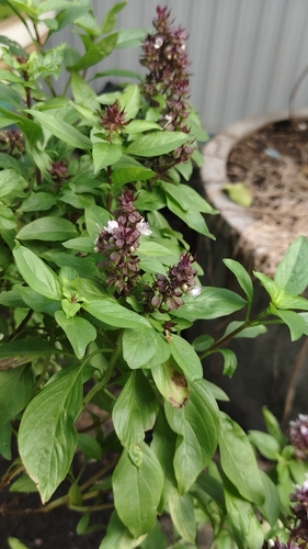 Ocimum basilicum observed 2026-10-25