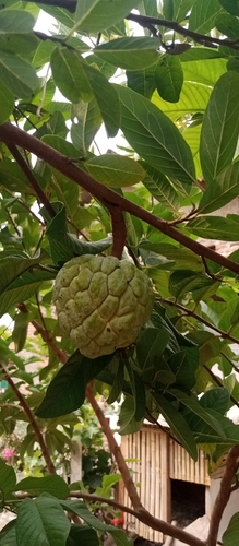 Annona squamosa observed 2026-10-25