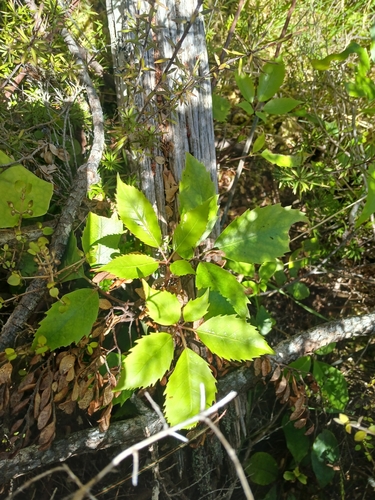 Neopanax arboreus observed 2026-10-25