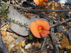 Gompholobium ecostatum