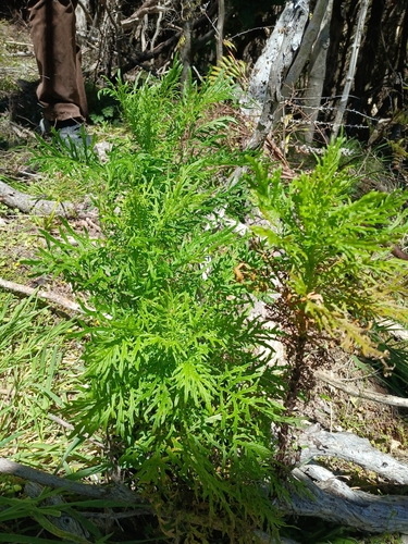 Senecio bipinnatisectus observed 2026-10-25