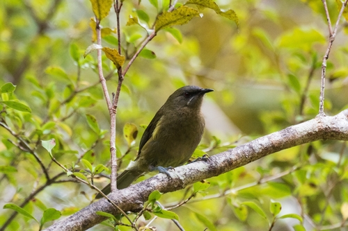 Anthornis melanura observed 2026-10-23