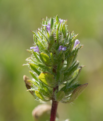 Pogogyne zizyphoroides