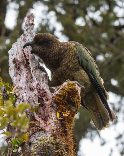Nestor notabilis observed 2026-10-23