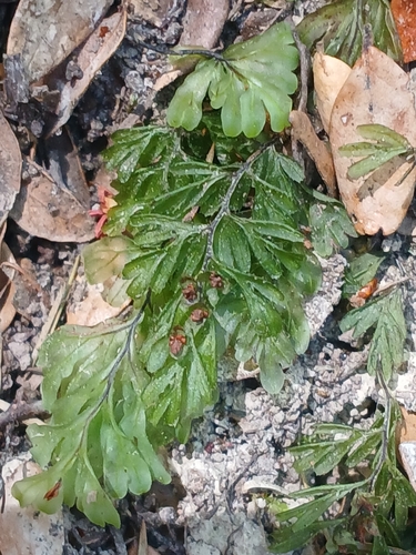 Hymenophyllum tunbrigense observed 2026-10-25