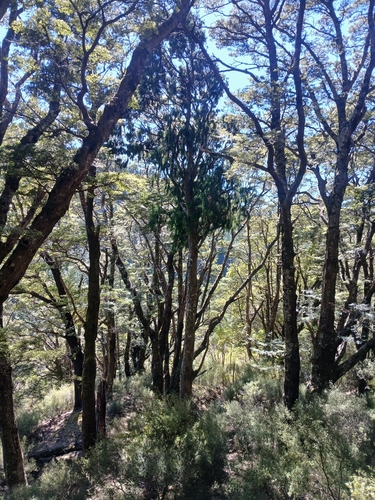 Dacrydium cupressinum observed 2026-10-25