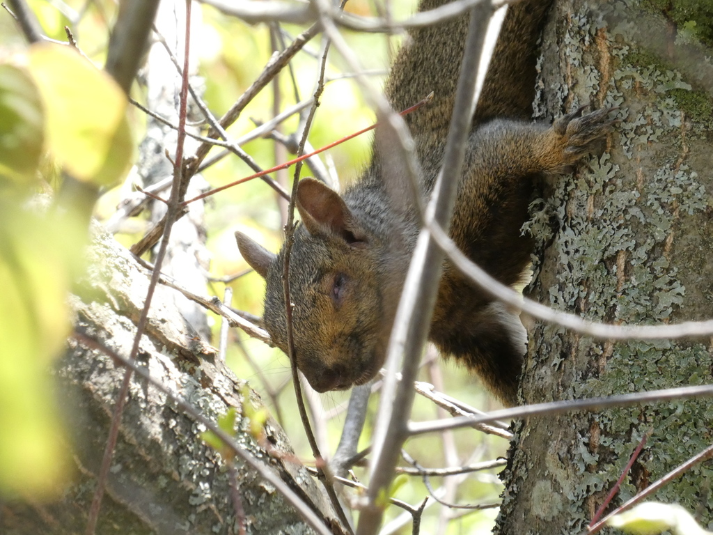 Tree Squirrels from Hunters Park, Duluth, MN, USA on May 27, 2020 at 11