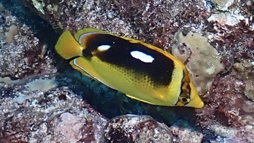 Chaetodon quadrimaculatus observed 2026-10-23