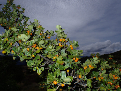 Coprosma montana observed 2026-10-24