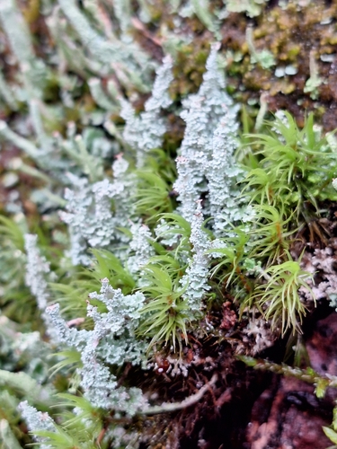 Cladonia squamosa observed 2026-10-24