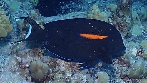 Acanthurus olivaceus observed 2026-10-23