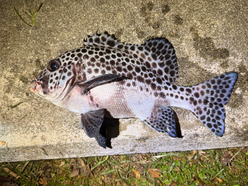 Plectorhinchus chaetodonoides observed 2026-10-24