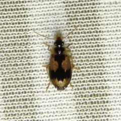 Lebia fuscata