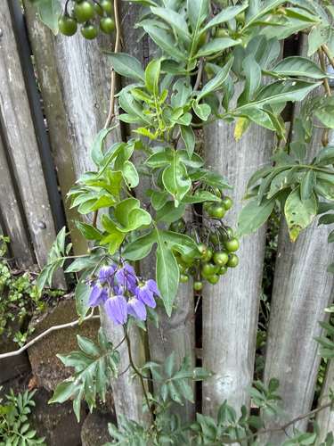 Solanum seaforthianum observed 2026-10-25